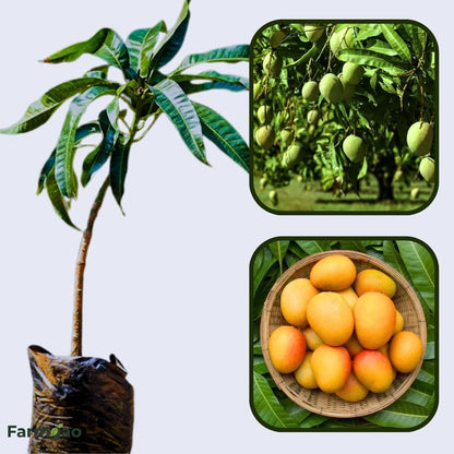 Kothapalli Kobbari Mango Aam Grafted Healthy Fruit Plant