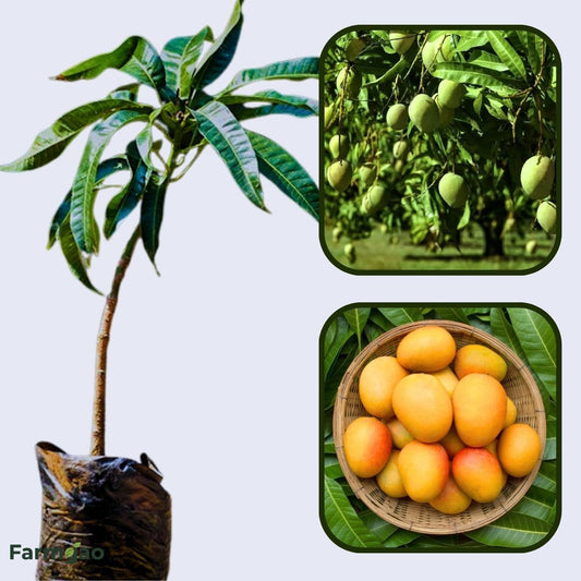 Kothapalli Kobbari Mango Aam Grafted Healthy Fruit Plant