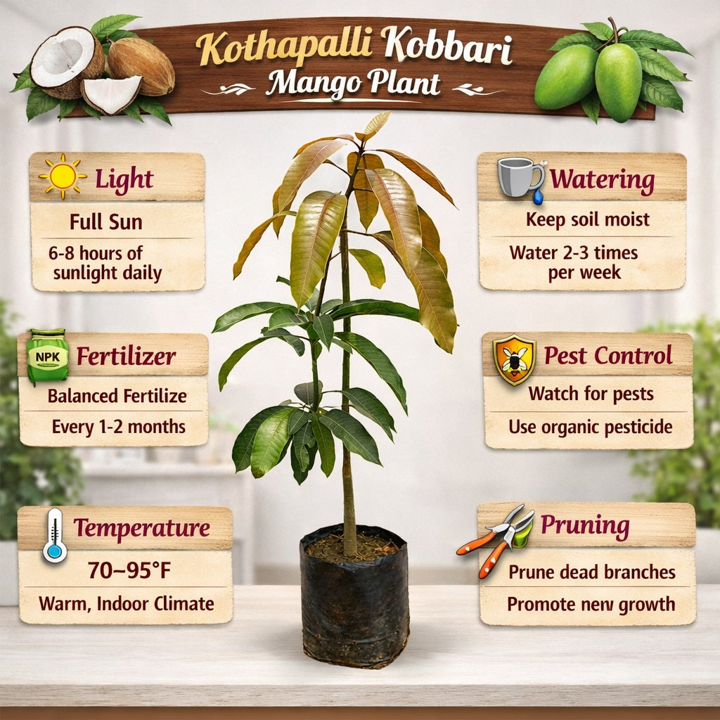 Kothapalli Kobbari Mango Aam Grafted Healthy Fruit Plant