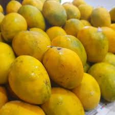 Kothapalli Kobbari Mango Aam Grafted Healthy Fruit Plant