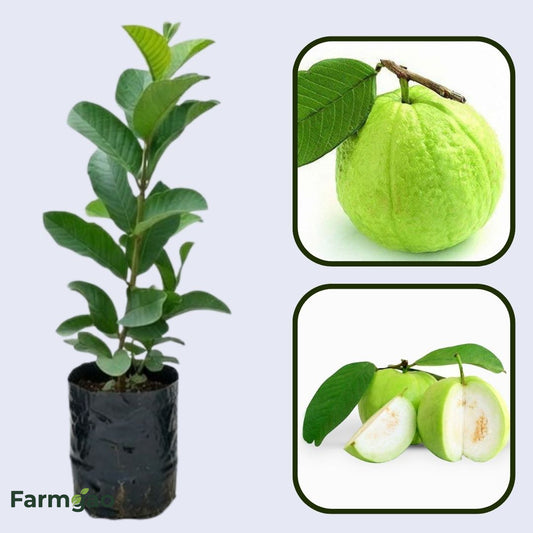 Krishna White Guava Air Layered Healthy Fruit Plant