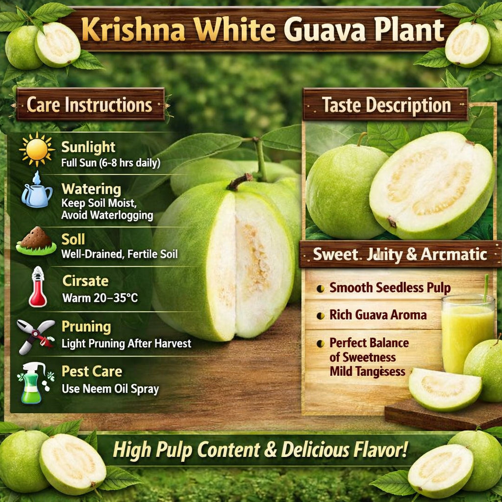 Krishna White Guava Air Layered Healthy Fruit Plant