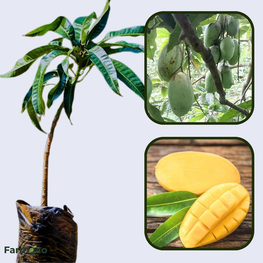 Kulo Mango Aam Grafted Healthy Fruit Plant