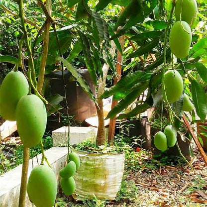 Kulo Mango Aam Grafted Healthy Fruit Plant