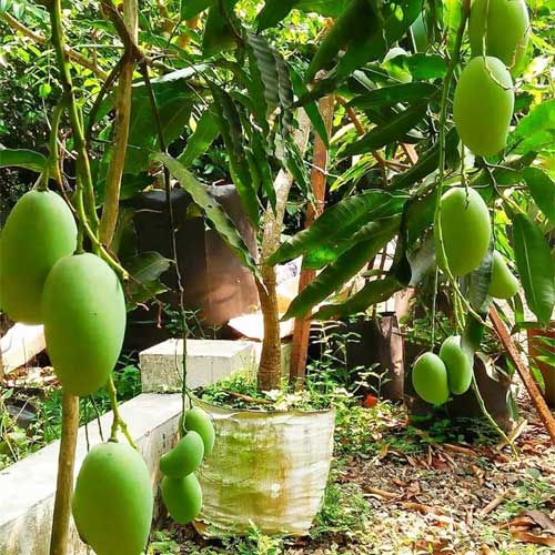 Kulo Mango Aam Grafted Healthy Fruit Plant
