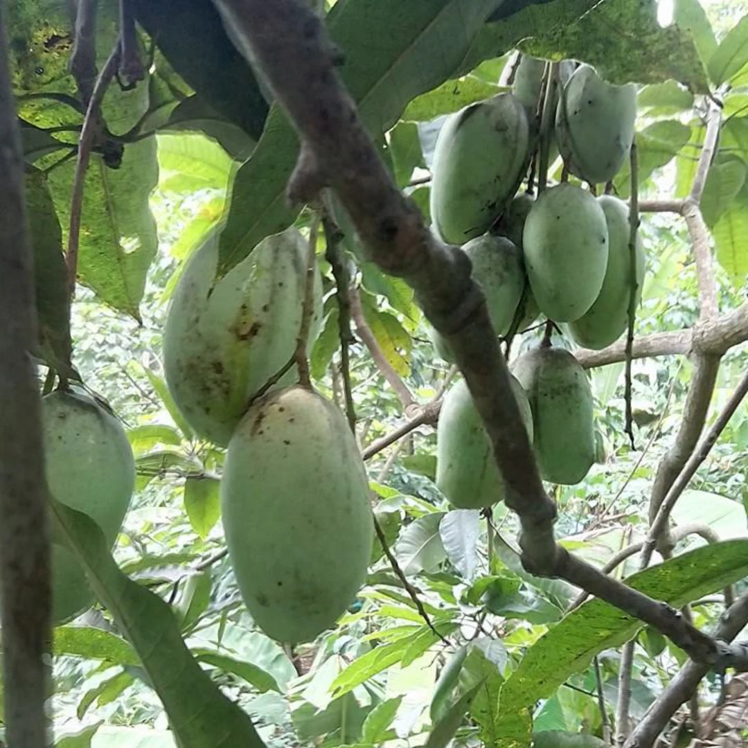 Kulo Mango Aam Grafted Healthy Fruit Plant