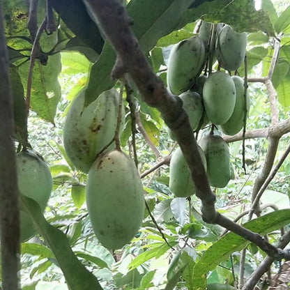 Kulo Mango Aam Grafted Healthy Fruit Plant