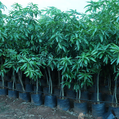 Kulo Mango Aam Grafted Healthy Fruit Plant