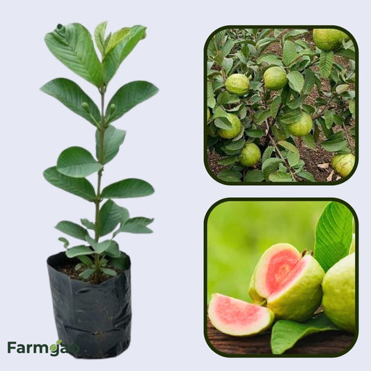 Kumagai Guava Air Layered Healthy Fruit Plant