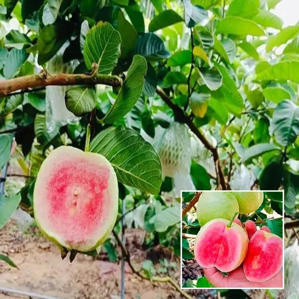 Kumagai Guava Air Layered Healthy Fruit Plant