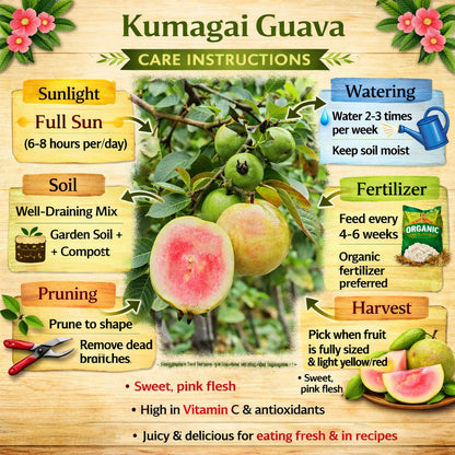 Kumagai Guava Air Layered Healthy Fruit Plant