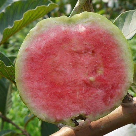 Kumagai Guava Air Layered Healthy Fruit Plant