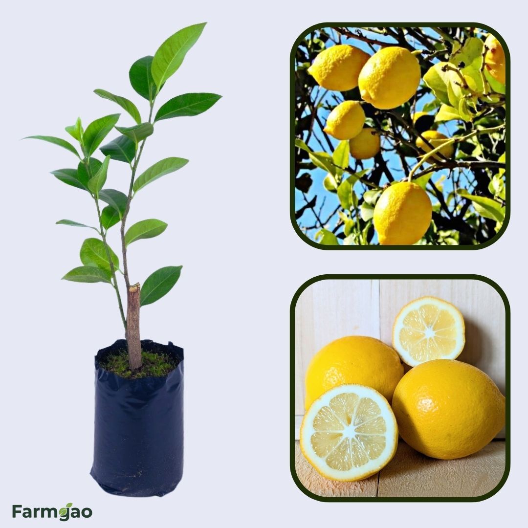 Kumaon Lemon Plant Live Nimbu Tree Kagzi Lemon Citrus Limon Fruit Plant