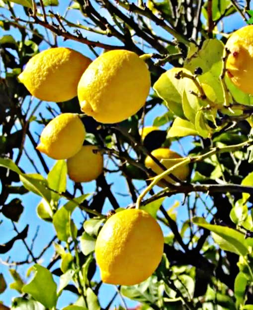 Kumaon Lemon Plant Live Nimbu Tree Kagzi Lemon Citrus Limon Fruit Plant