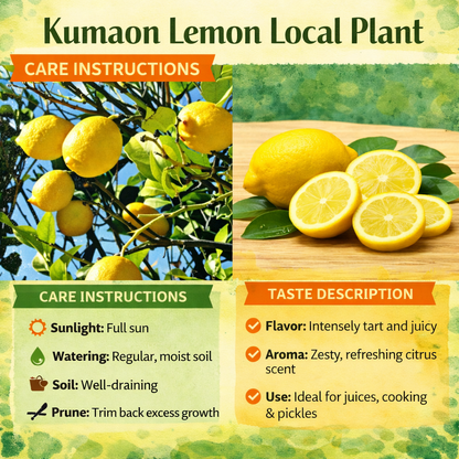 Kumaon Lemon Plant Live Nimbu Tree Kagzi Lemon Citrus Limon Fruit Plant