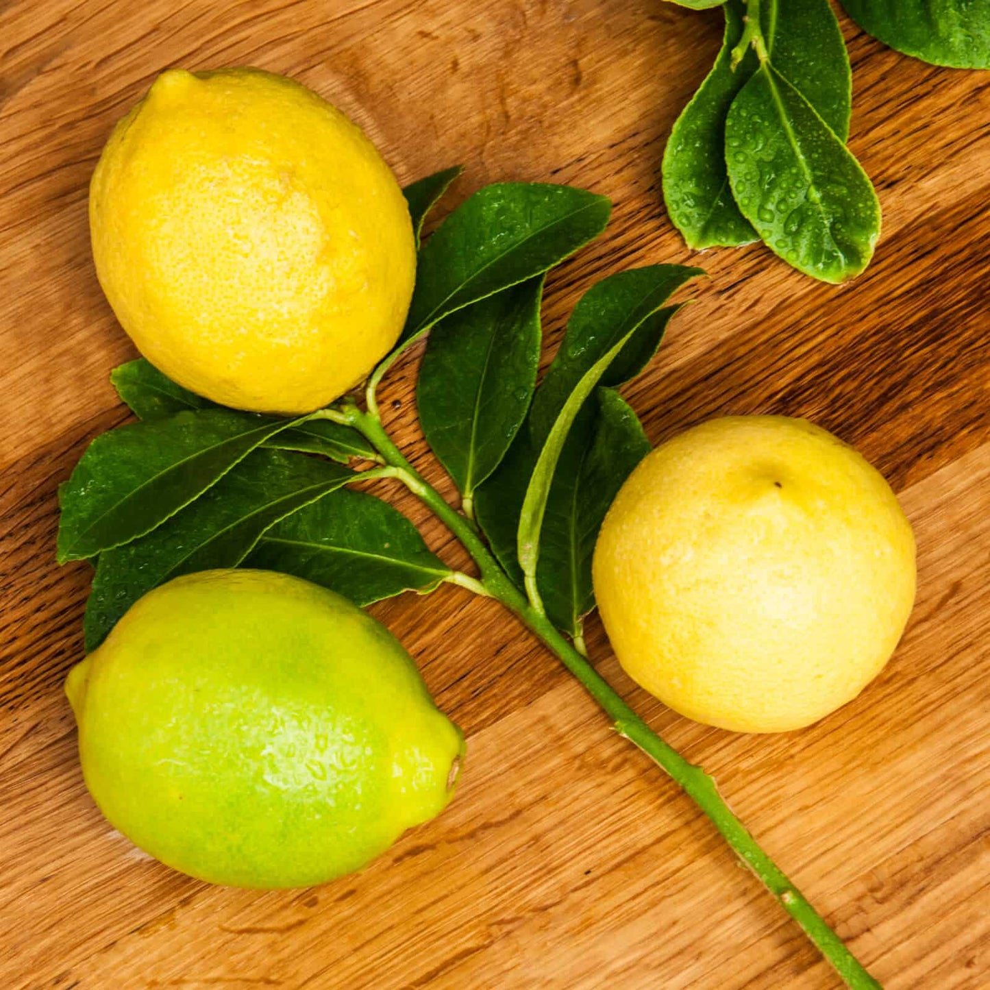 Kumaon Lemon Plant Live Nimbu Tree Kagzi Lemon Citrus Limon Fruit Plant