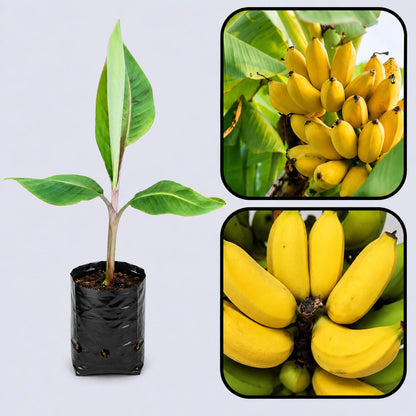 Lady Finger (Sucrier) Banana Healthy Sweet Tissue Cultured Fruit Plant