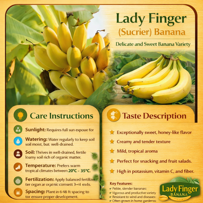 Lady Finger (Sucrier) Banana Healthy Sweet Tissue Cultured Fruit Plant