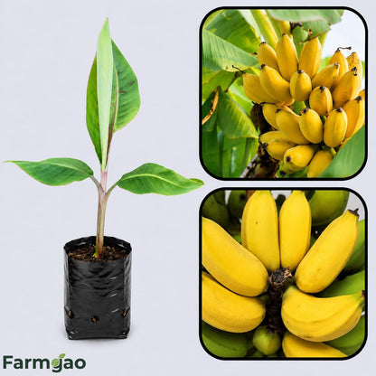 Lady Finger (Sucrier) Banana Healthy Sweet Tissue Cultured Fruit Plant