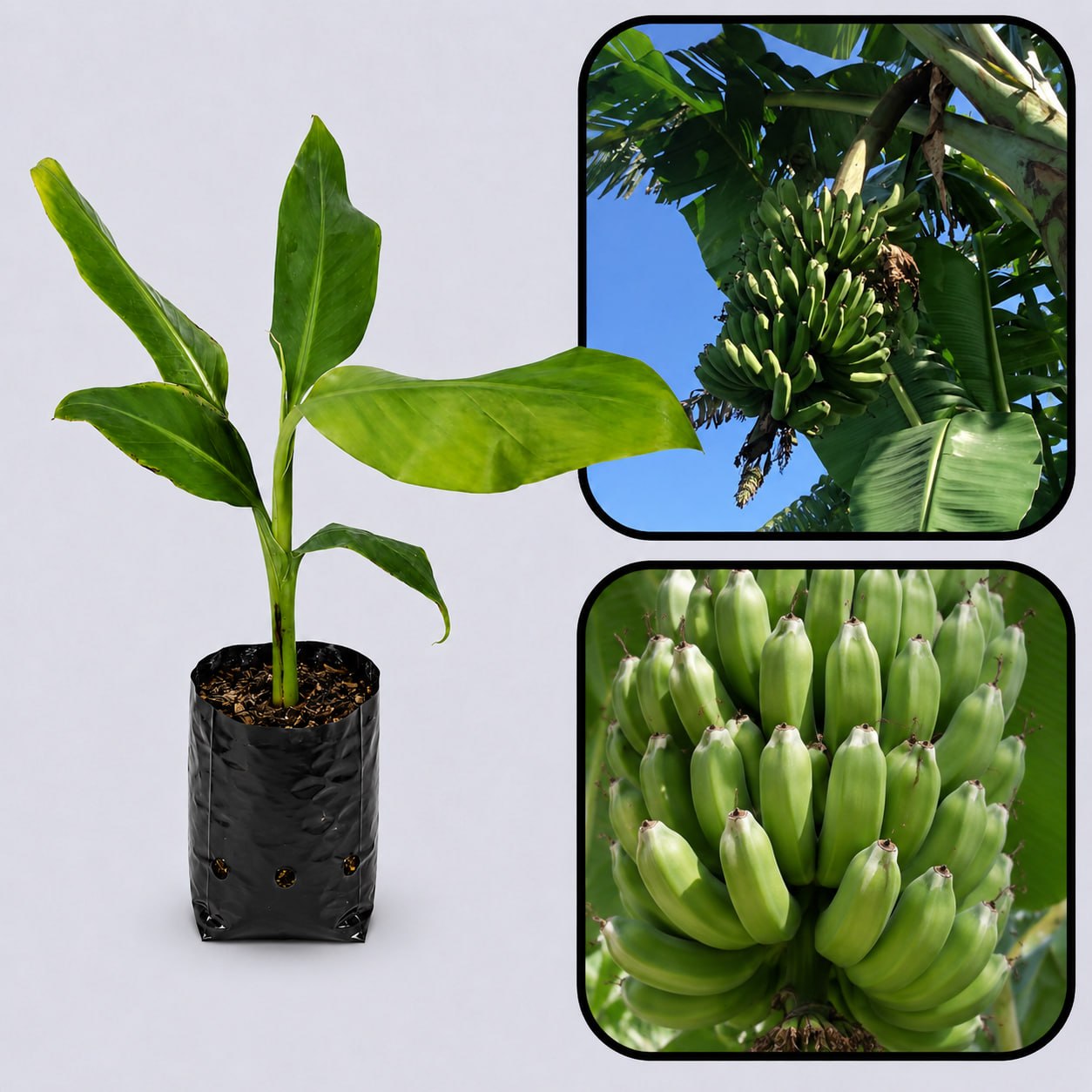 Lakatan Banana Healthy Sweet Tissue Cultured Fruit Plant
