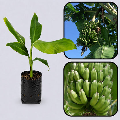 Lakatan Banana Healthy Sweet Tissue Cultured Fruit Plant