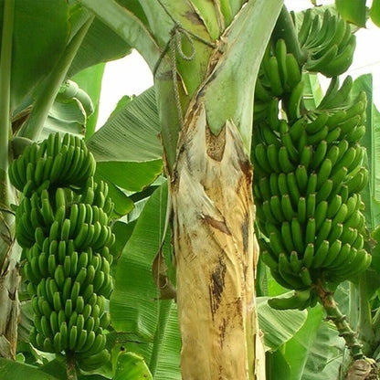 Lakatan Banana Healthy Sweet Tissue Cultured Fruit Plant