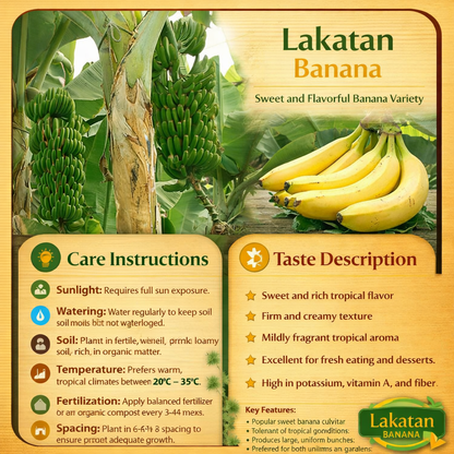 Lakatan Banana Healthy Sweet Tissue Cultured Fruit Plant