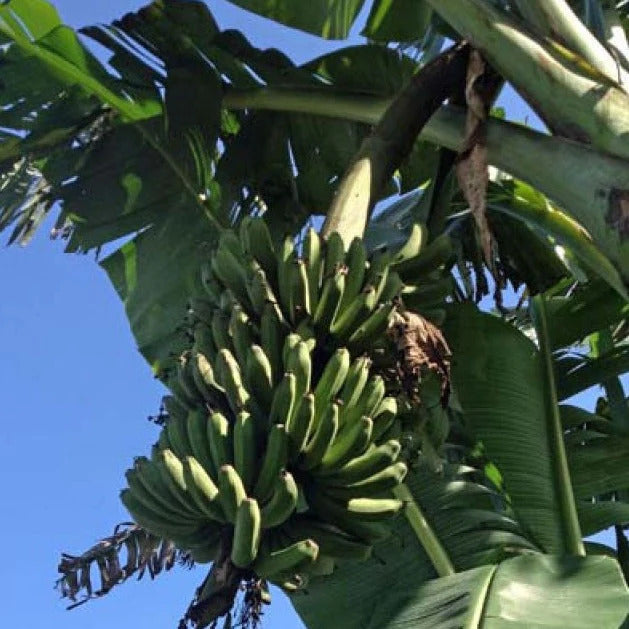 Lakatan Banana Healthy Sweet Tissue Cultured Fruit Plant
