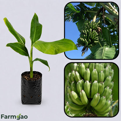 Lakatan Banana Healthy Sweet Tissue Cultured Fruit Plant