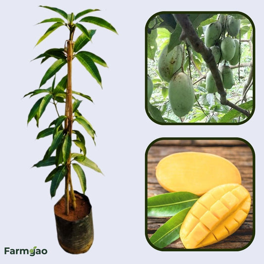 Lakshmanbhog Mango Aam Grafted Healthy Fruit Plant