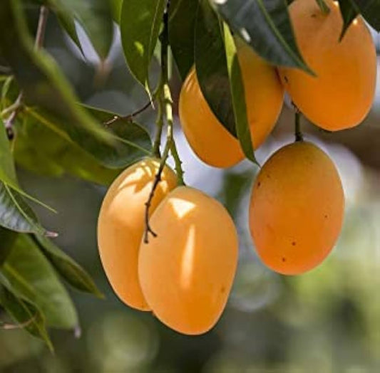 Lakshmanbhog Mango Aam Grafted Healthy Fruit Plant