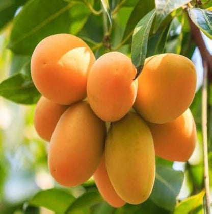 Lakshmanbhog Mango Aam Grafted Healthy Fruit Plant
