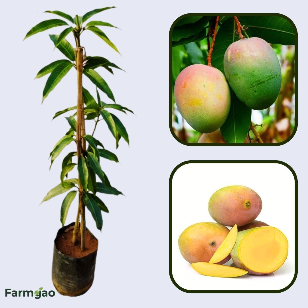 Lalbaug Mango Aam Grafted Healthy Fruit Plant