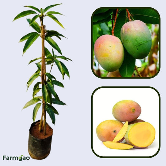 Lalbaug Mango Aam Grafted Healthy Fruit Plant
