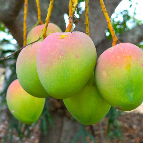 Lalbaug Mango Aam Grafted Healthy Fruit Plant