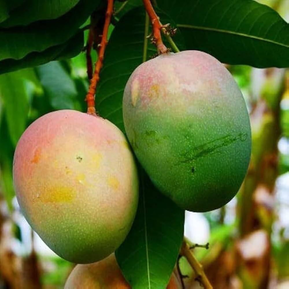 Lalbaug Mango Aam Grafted Healthy Fruit Plant