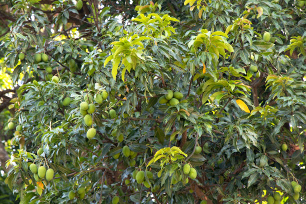 Lalbaug Mango Aam Grafted Healthy Fruit Plant