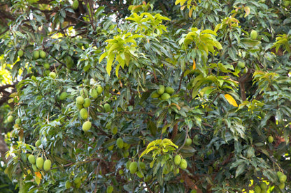 Lalbaug Mango Aam Grafted Healthy Fruit Plant