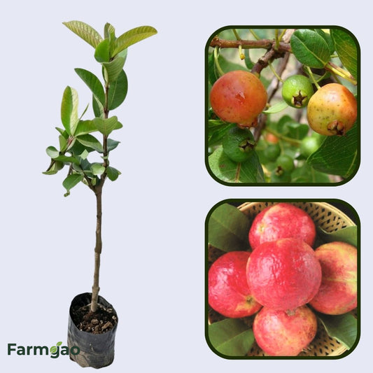 Lalima Guava Air Layered Healthy Fruit Plant