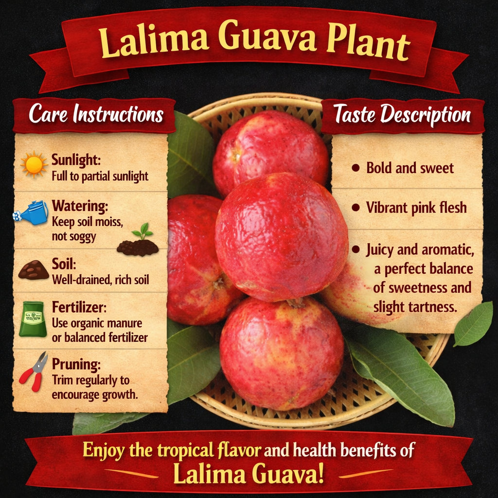 Lalima Guava Air Layered Healthy Fruit Plant