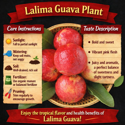 Lalima Guava Air Layered Healthy Fruit Plant