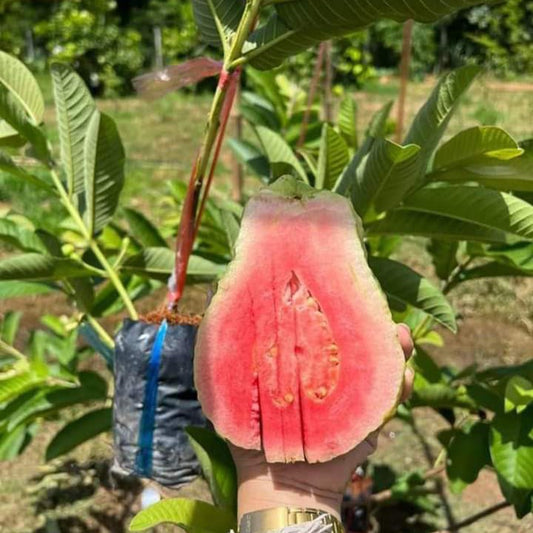 Lalima Guava Air Layered Healthy Fruit Plant