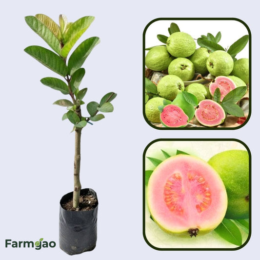 Lalit Guava Air Layered Healthy Fruit Plant