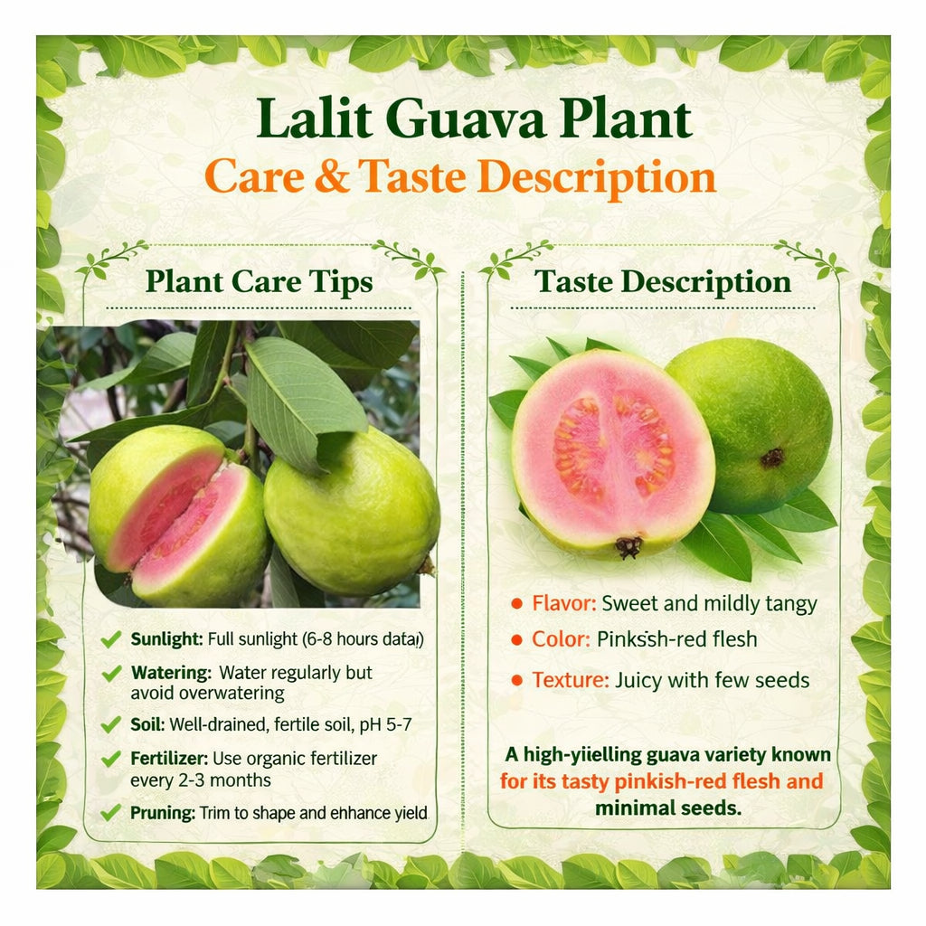Lalit Guava Air Layered Healthy Fruit Plant