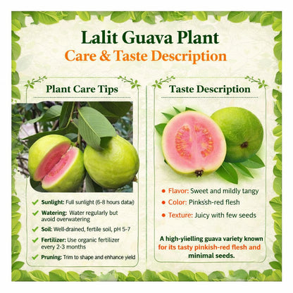 Lalit Guava Air Layered Healthy Fruit Plant