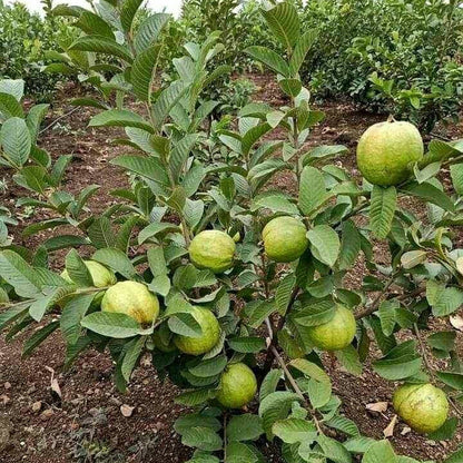 Lalit Guava Air Layered Healthy Fruit Plant