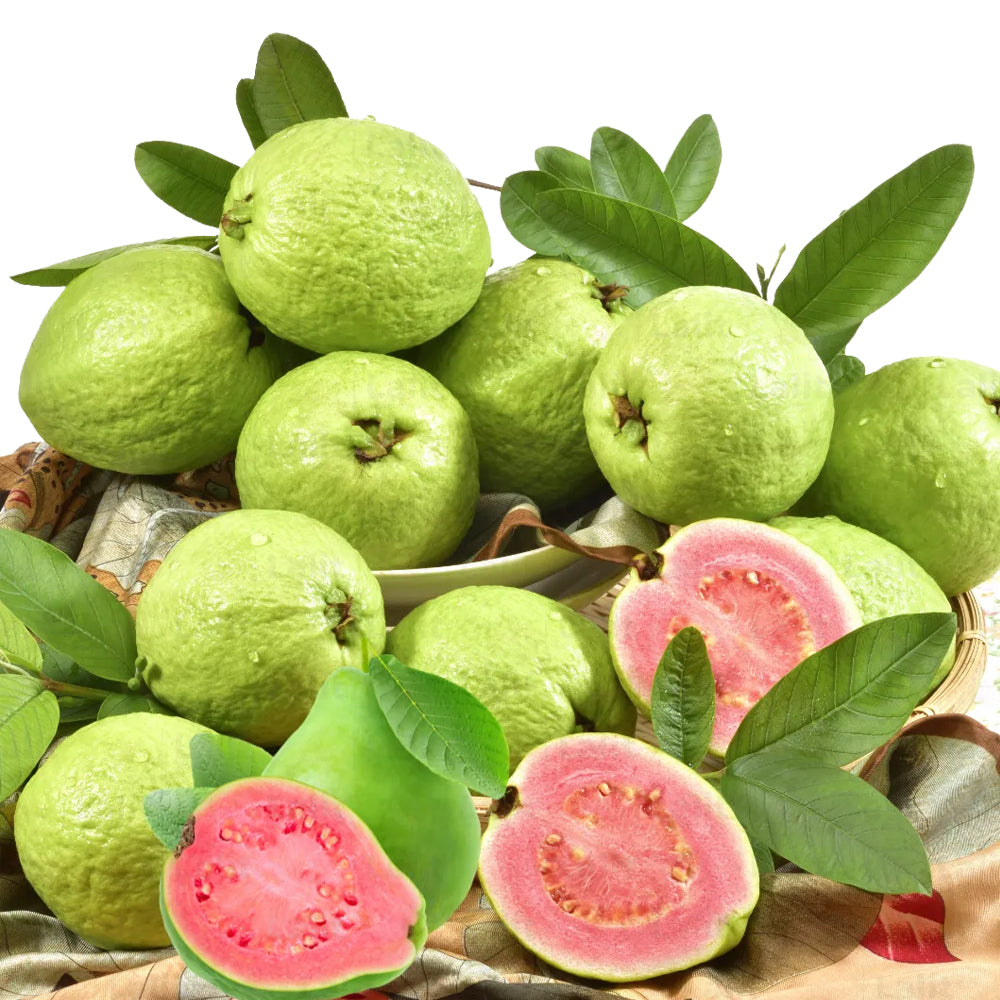 Lalit Guava Air Layered Healthy Fruit Plant