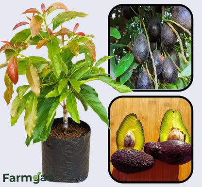 Lamb Hass Avocado Grafted Healthy Fruit Plant