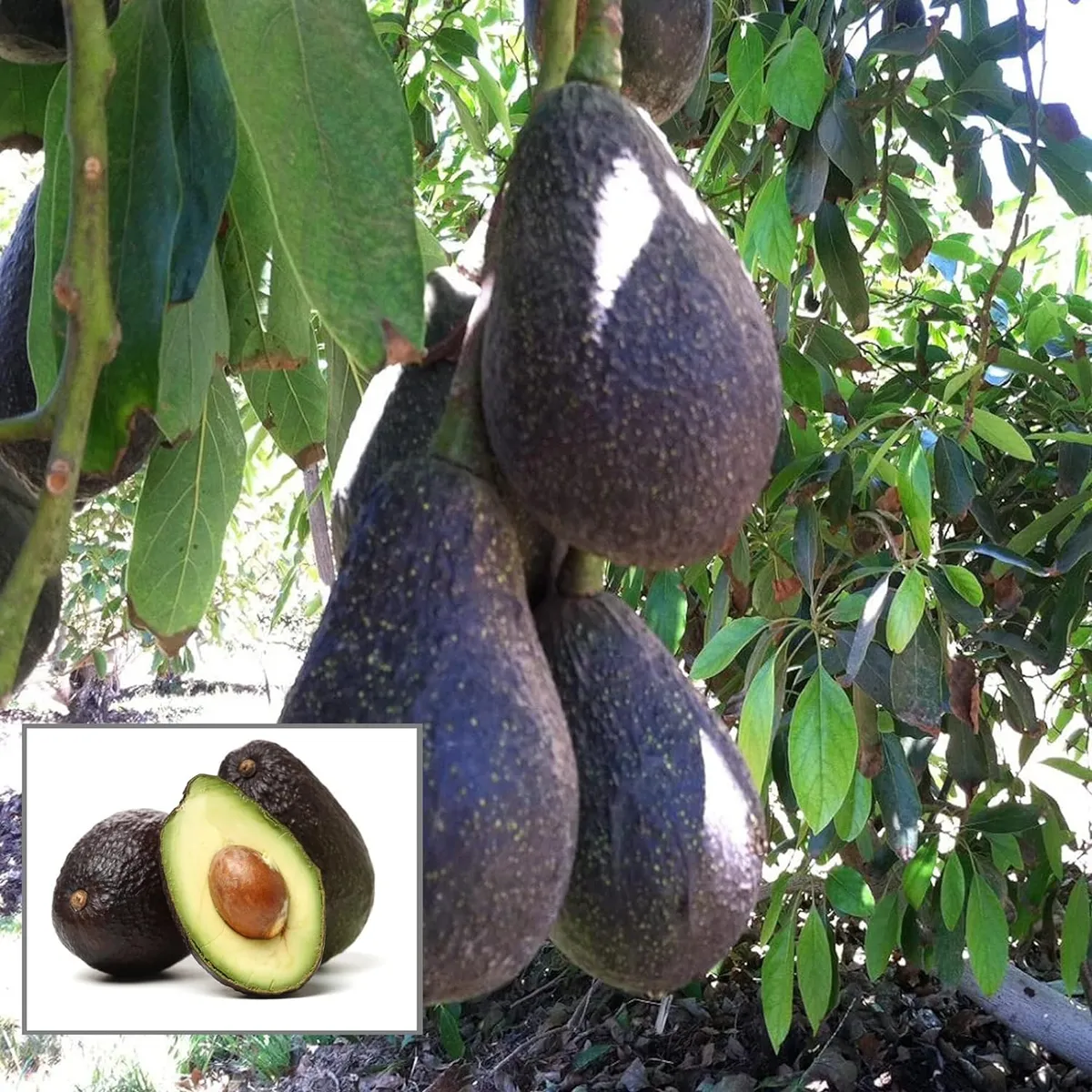 Lamb Hass Avocado Grafted Healthy Fruit Plant