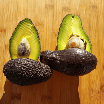 Lamb Hass Avocado Grafted Healthy Fruit Plant